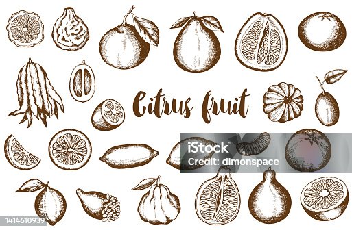istock Vintage hand drawn citrus fruit collection. 1414610939