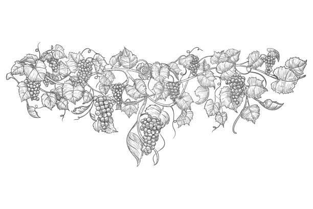 illustrations, cliparts, dessins animés et icônes de branche de raisin tirée à la main de cru isolée sur le blanc - vigne gravure