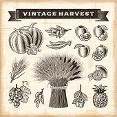 A set of fully editable vintage fruits and vegetables in woodcut style. EPS10 vector illustration. Includes high resolution JPG.