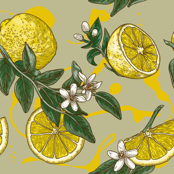 Vintage Lemon Citrus Blossom Seamless Pattern Gorgeous highly detailed line art vintage style seamless lemon pattern with leaves and blossoms. Perfect for fabric, wallpaper or anything that needs a summery flair. lemon fruit stock illustrations