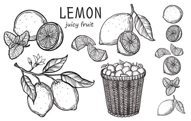 Vintage lemon tree sketch. Vintage lemon tree sketch. Vector hand drawn illustration. citrus stock illustrations