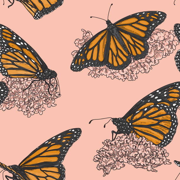 Vintage Line Art Monarch Butterflies on Milkweed Pattern Beautiful monarch butterflies perched on milkweed adorn these illustrations in a detailed, old fashioned line artwork style. Perfect for fabric, wallpaper or anything that needs a touch of nature. pink monarch butterfly stock illustrations