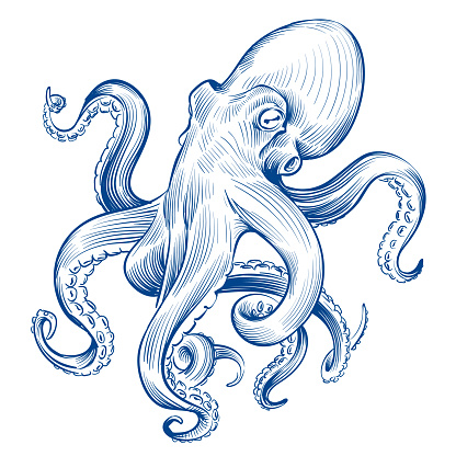 Vintage octopus. Hand drawn squid engraved ocean animal. Etching octopus vector illustration