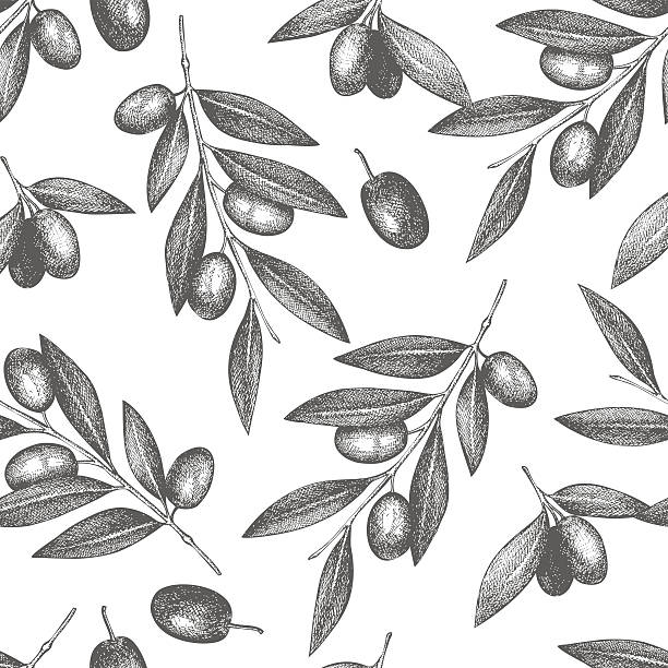 Vintage olive background Vector pattern with ink hand drawn olive tree twigs isolated on white. Vintage olive background italian culture stock illustrations