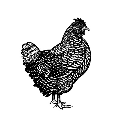 Vintage sketch of hen. Black and white graphics.