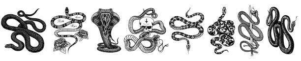 Vintage snake set. Skeleton royal python with skull and roses, milk reptile with sword, Venomous Cobra. Poisonous Viper for poster or tattoo. Engraved hand drawn old sketch for t-shirt or logo Vintage snake set. Skeleton royal python with skull and roses, milk reptile with sword, Venomous Cobra. Poisonous Viper for poster or tattoo. Engraved hand drawn old sketch for t-shirt or logo snake stock illustrations