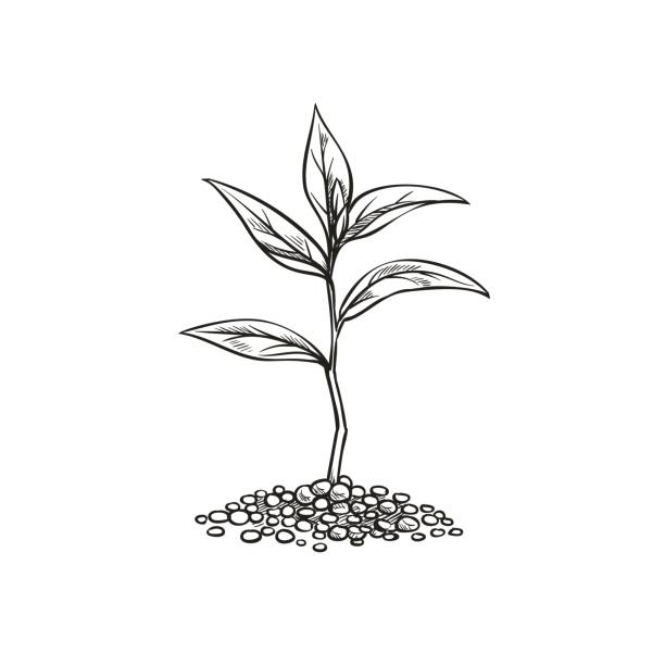 Vintage sprout in sketch style. Sprout in sketch style. Garden seedlings, vector illustration. growth drawings stock illustrations
