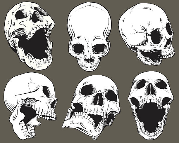 Vintage Vector Skull Collection Collection of six vector isolated black and white skulls shown from various angles. Each skull has been grouped for easy editing. mouth open stock illustrations
