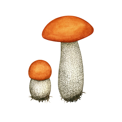 Vintage Watercolor Wild Edible Forest Red-capped Mushroom set. Orange-cap Boletus (Leccinum Aurantiacum). Autumn Harvest natural cooking ingredient. Hand drawn design elements isolated