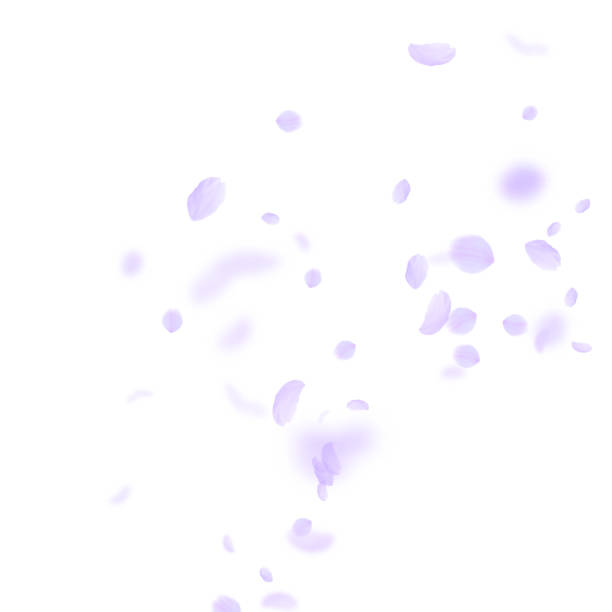 紫色の花びらが落ちる。まばゆいロマント - 花びら　舞う点のイラスト素材／クリップアート素材／マンガ素材／アイコン素材