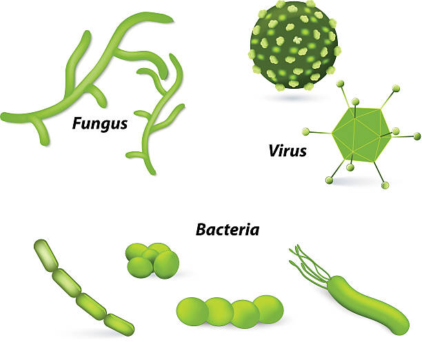 Virus, bacteria and fungi pathogen and microbes. Virus, bacteria and fungi. Human disease parasitic stock illustrations