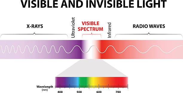 Visible and invisible light The spectrum of waves includes infrared rays,  visible light, ultraviolet rays, and X-rays. Human eyes are only sensitive to the range that is between wavelength 780 nanometers and 380 nanometers in length. electromagnetic stock illustrations