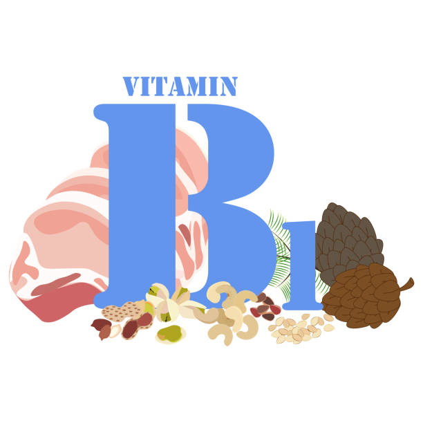 bildbanksillustrationer, clip art samt tecknat material och ikoner med vitamin b1 friska näringsämnen rik mat vektor illustration - pork pine