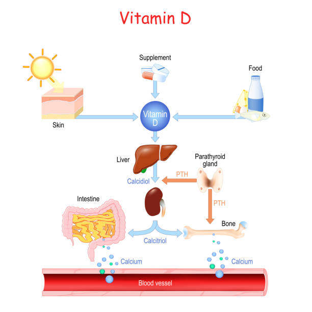illustrazioni stock, clip art, cartoni animati e icone di tendenza di vitamina d. fonti, metabolismo e organi che regolano il livello di calcio nel sangue - metabolismo