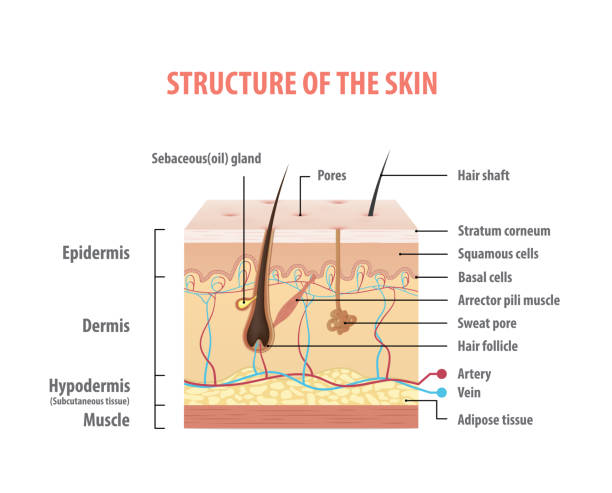 Vol.2 Structure of the skin info graphics illustration vector on white background. Beauty concept. Vol.2 Structure of the skin info graphics illustration vector on white background. Beauty concept. tissue anatomy stock illustrations