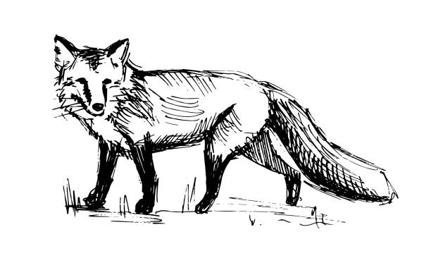 Walking fox. Line drawing Black and white sketch fox stock illustrations