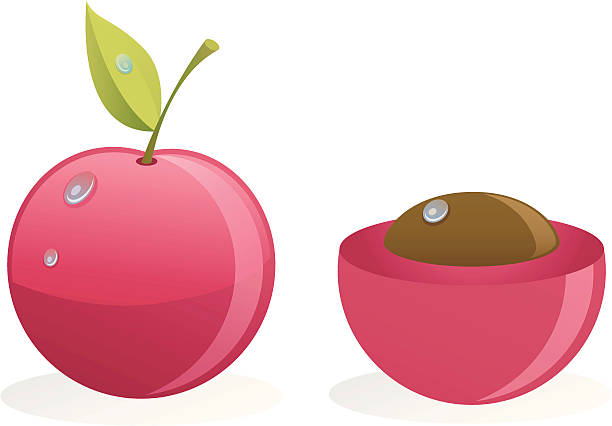 washed cherry and pit vector art illustration