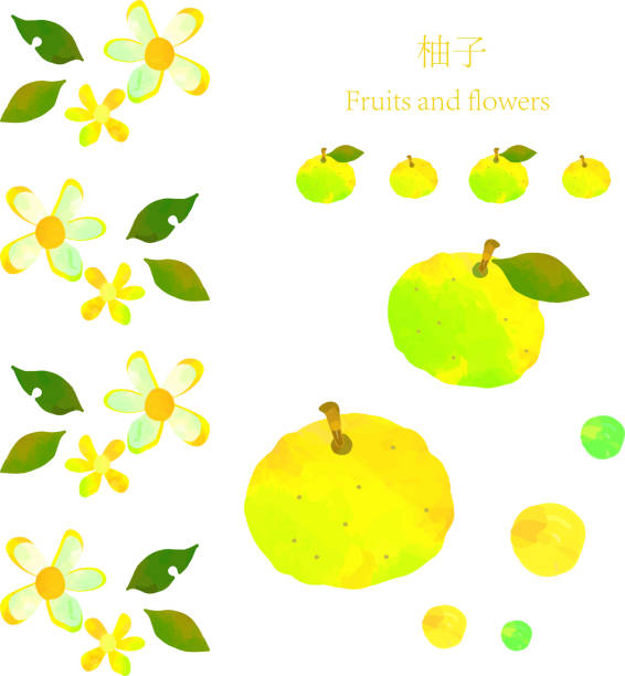 https www istockphoto com jp e3 82 a4 e3 83 a9 e3 82 b9 e3 83 88 e6 9f 9a e5 ad 90