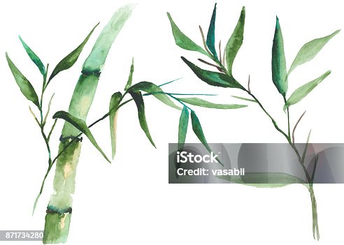 istock Watercolor bamboo illustration 871734280