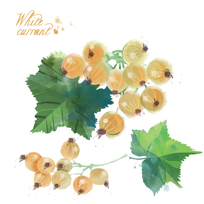 watercolor berries white currant
