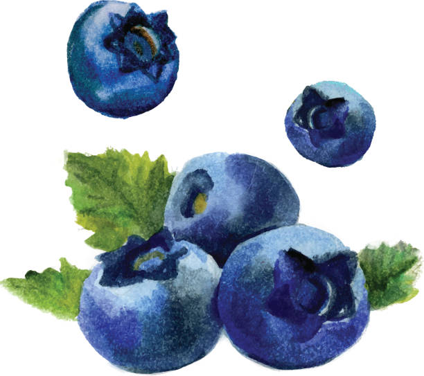 Watercolor blueberry isolated Delicious watercolor blueberries isolated on white background. Vector Illustration. blueberry illustrations stock illustrations