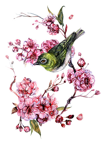 Watercolor Botanical Illustration of White-Eyed Bird on Blooming Sakura Branches