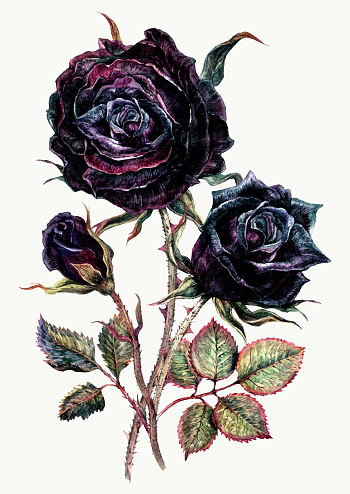 Watercolor Bouquet of Black Roses