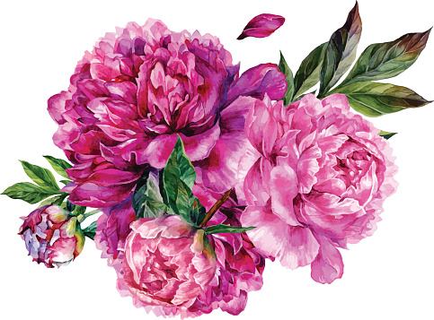Watercolor bouquet of pink peonies.