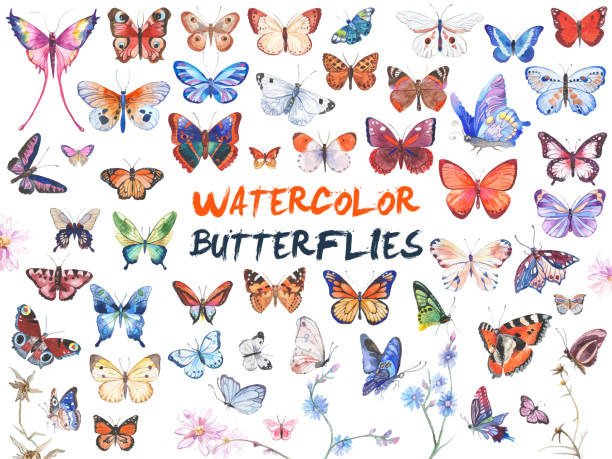 illustrazioni stock, clip art, cartoni animati e icone di tendenza di illustrazione delle farfalle ad acquerello - farfalle
