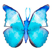 istock Watercolor Butterfly 976251852