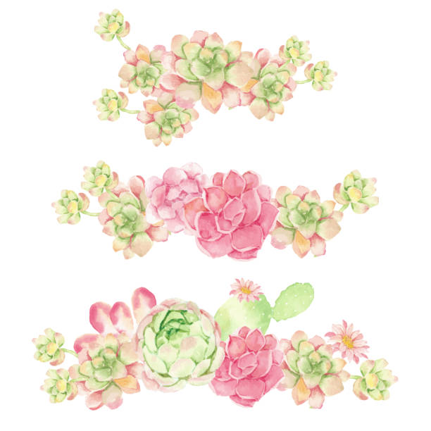 watercolor cactus and succulent bouquet arrangement isolated on white background watercolor cactus and succulent bouquet arrangement isolated on white background cactus borders stock illustrations