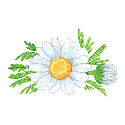 Watercolor Camomile Flowers