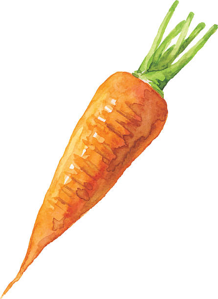 Watercolor Carrot Vector illustration of carrot. carrot stock illustrations
