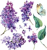 watercolor Collection of Purple Lilac Flowers, Leaves and Butterfly Isolated on White Background. Botanical Illustration in Vintage Style.