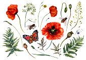 Watercolor Collection of Red Poppy Flowers and Meadow Plants: Fern, Shepherd's purse, Poppy Box, Spikelet, Bee, Butterfly Isolated on White. Vintage Style Botanical Illustration of Field Wildflowers.
