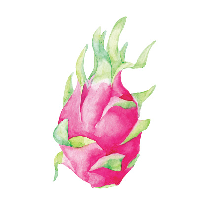 Watercolor Dragon Fruit