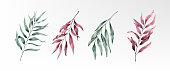 istock Watercolor eucalyptus red green pointy leaves collection vector design 1383456904