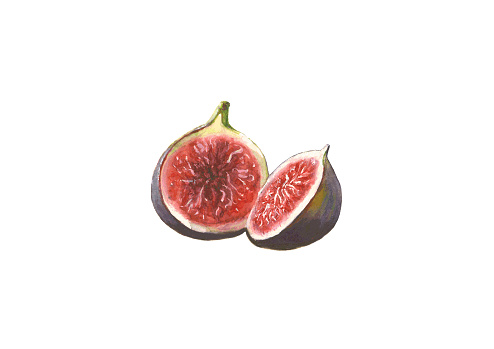 Watercolor figs, isolated on white background