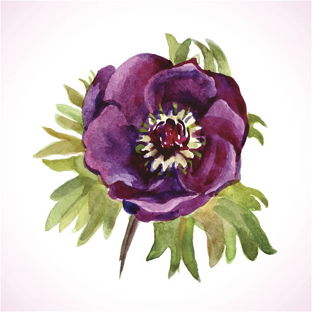 Best Ranunculus Illustrations, Royalty-Free Vector Graphics & Clip Art