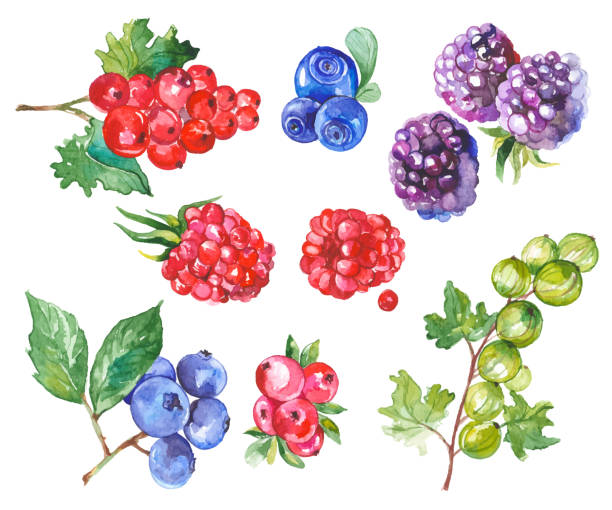 illustrations, cliparts, dessins animés et icônes de aquarelles fruits isolés sur blanc - framboise