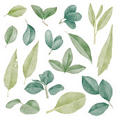 Vector illustration of green leaves.