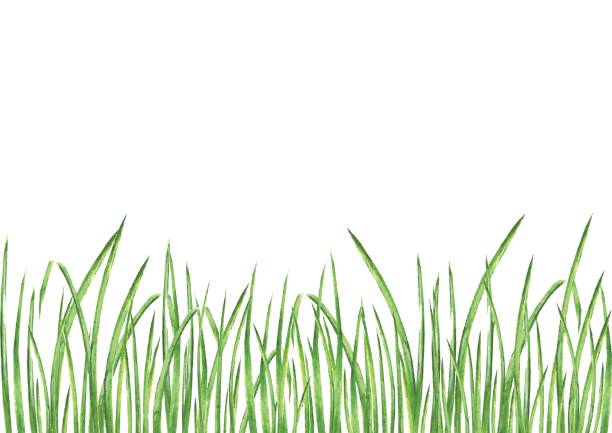 Watercolor green grass vector art illustration