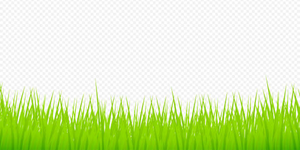 Watercolor green illustration. 3d vector background. Isolated vector icon. 3d grass for banner design. Watercolor green illustration. 3d vector background. Isolated vector icon. 3d grass for banner design grass clipart stock illustrations