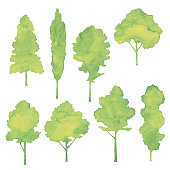 Vector illustration of yellow green trees.