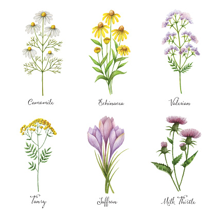 Watercolor hand painted vector set with medical herbs and plants.