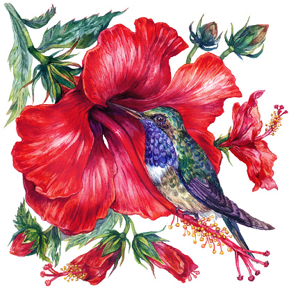 Watercolor Hibiscus and Hummingbird Composition