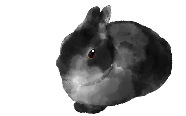 bildbanksillustrationer, clip art samt tecknat material och ikoner med watercolor illustration of black rabbit(netherland dwarf) - netherland dwarf rabbit