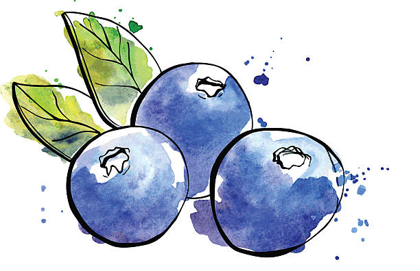 Watercolor illustration of blueberries Vector illustration of super food Blueberry. Organic healthy dietary supplement. Black outlines and bright watercolor stains, splashes and drips. blueberry illustrations stock illustrations