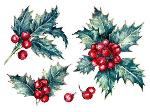 Watercolor Illustration of Holly Berries Plant Isolated on White. Botanical Illustration of Winter Holly Plant with Red Berries in Vintage Style. Traditional Christmas Floral Decoration.