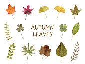Watercolor illustration of leaves.